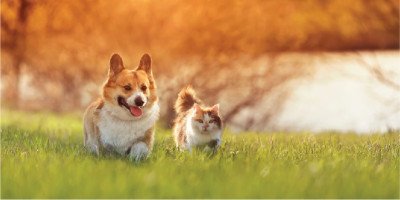 Experion Elements New Launch property In Noida Sector 45